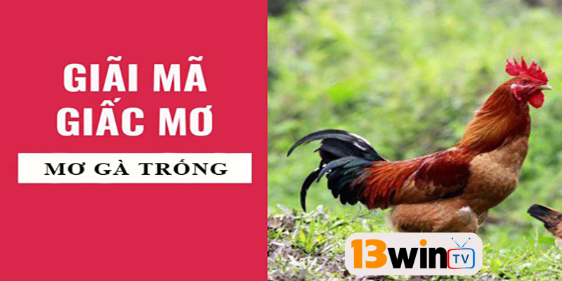 Mơ thấy gà trống đẹp đánh con gì