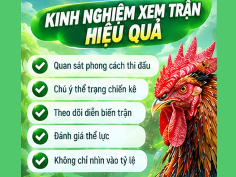 Kinh Nghiệm Theo Dõi Đá Gà Thomo Hiệu Quả