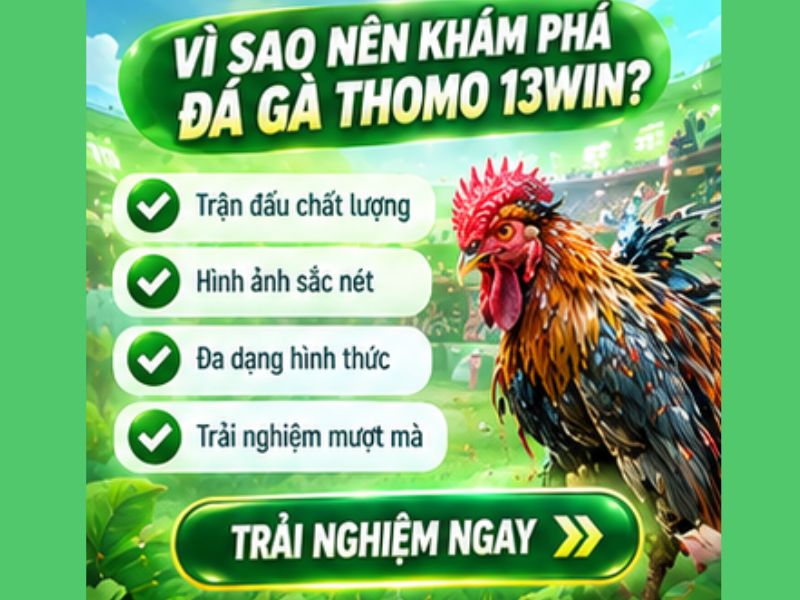 Vì Sao Đá Gà Thomo Là Nội Dung Nổi Bật Trong Chuyên Mục Đá Gà 13WIN